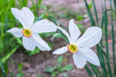 Beyaz narsisli çiçek, güzel bahar çiçeği, güzel yaz Poeticus nergisleri