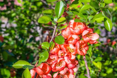 Kırmızı çiçekler birlikte güzel açar..