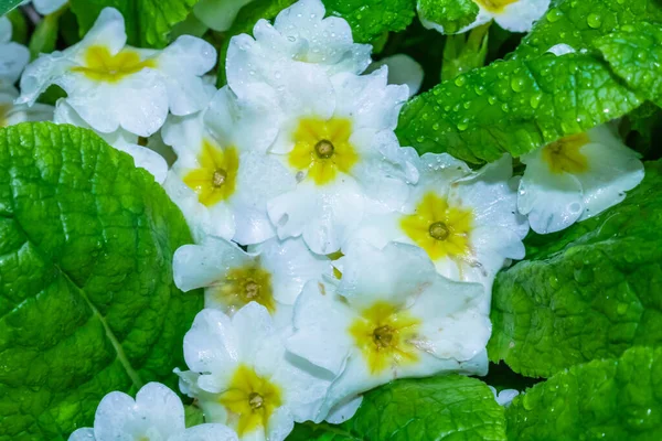 Vacker Körsbärsblomma Blommor Trädgården — Stockfoto