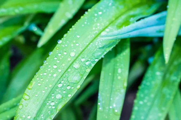 Gotas Água Grama Após Chuva Orvalho Natural Macro Tiro Grama — Fotografia de Stock