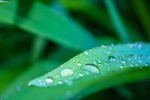 Gotas Água Grama Após Chuva Orvalho Natural Macro Tiro Grama — Fotografia de Stock