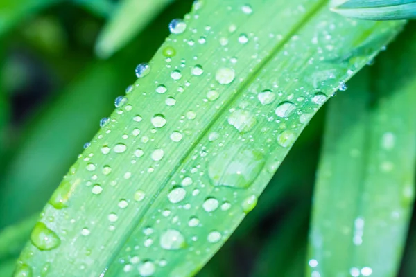 Gotas Água Grama Após Chuva Orvalho Natural Macro Tiro Grama — Fotografia de Stock