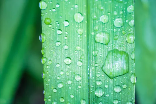 Gotas Água Grama Após Chuva Orvalho Natural Macro Tiro Grama — Fotografia de Stock