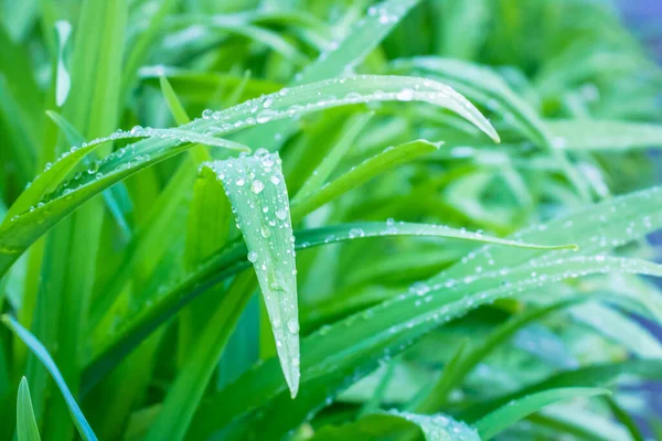 Gotas Água Grama Após Chuva Orvalho Natural Macro Tiro Grama — Fotografia de Stock