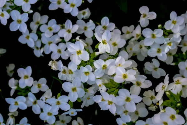 Bela Flor Cereja Flores Jardim — Fotografia de Stock