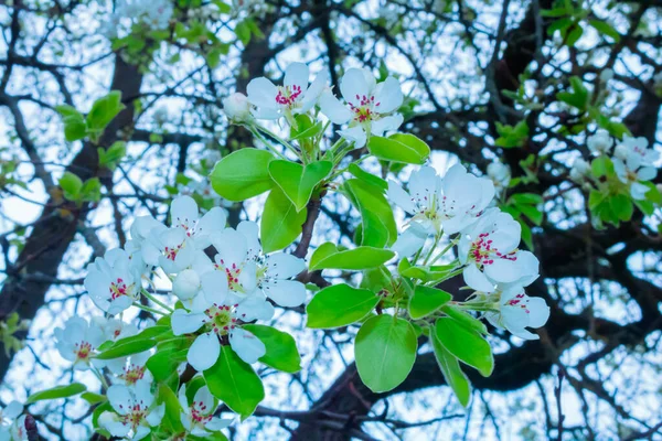 นหล งดอกไม ใบไม ของดอกไม นแอปเป ลบานในสวน สาขาต นแอปเป ลดอกไม สวยงามในสวน — ภาพถ่ายสต็อก