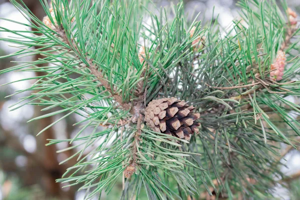 Cones Pine — Stock Photo, Image