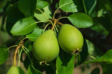 Armut ağacına yakın durun. Armut dalına taze armut. Doğal ortamda organik armutlar. Yaz bahçesinde armut hasatı..
