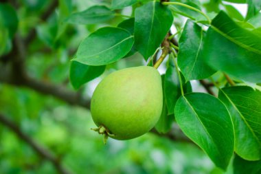 Armut ağacına yakın durun. Armut dalına taze armut. Doğal ortamda organik armutlar. Yaz bahçesinde armut hasatı..