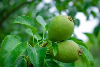 Armut ağacına yakın durun. Armut dalına taze armut. Doğal ortamda organik armutlar. Yaz bahçesinde armut hasatı..