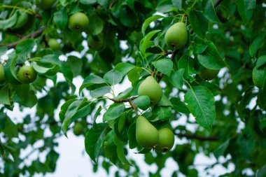Armut ağacına yakın durun. Armut dalına taze armut. Doğal ortamda organik armutlar. Yaz bahçesinde armut hasatı..