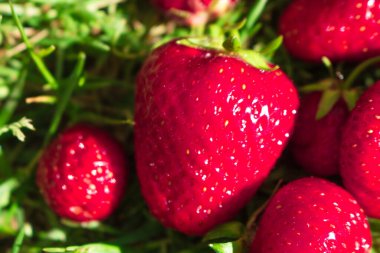 Yazın güneşli bir günde kırmızı ve yeşil dutlu çilek çalılığı. Sebze bahçesinde olgun çileklerin yakın çekimi..