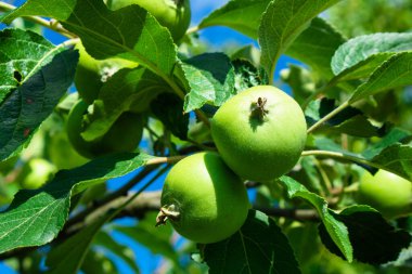 Ağaçtaki yapraklarla kaplı taze kırmızı elmayı ve yeşil ve mavi bulanık arkaplanı kapatın. Beyaz arkaplana karşı kırmızı tek elma yukarıdan aşağıya stok görüntüsü