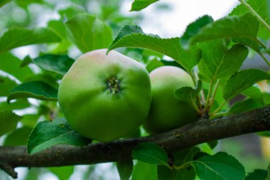 Ağaçtaki yapraklarla kaplı taze kırmızı elmayı ve yeşil ve mavi bulanık arkaplanı kapatın. Beyaz arkaplana karşı kırmızı tek elma yukarıdan aşağıya stok görüntüsü