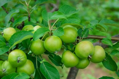 Ağaçtaki yapraklarla kaplı taze kırmızı elmayı ve yeşil ve mavi bulanık arkaplanı kapatın. Beyaz arkaplana karşı kırmızı tek elma yukarıdan aşağıya stok görüntüsü