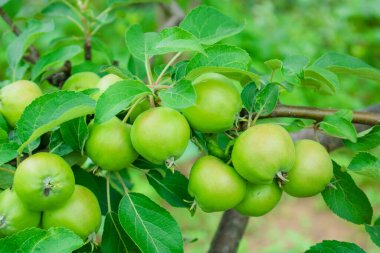 Ağaçtaki yapraklarla kaplı taze kırmızı elmayı ve yeşil ve mavi bulanık arkaplanı kapatın. Beyaz arkaplana karşı kırmızı tek elma yukarıdan aşağıya stok görüntüsü