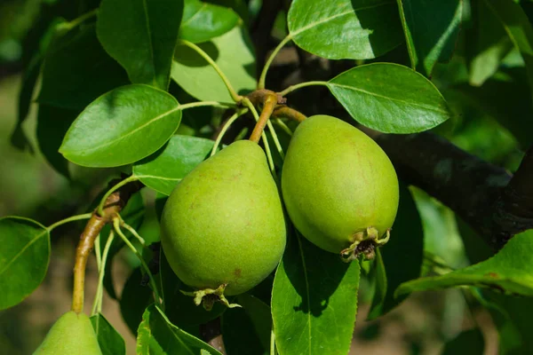 Close up of Pear Hanging on tree.Fresh juicy pears on pear tree branch.Organic pears in natural environment.Crop of pears in summer garden.Beautiful natural pears weigh on a pear tree.Selective Focus.