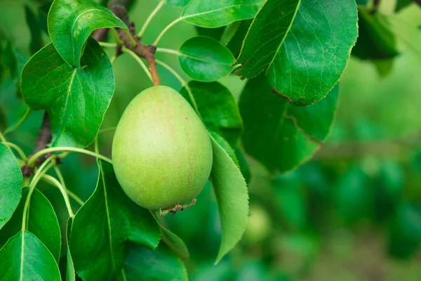 Close up of Pear Hanging on tree.Fresh juicy pears on pear tree branch.Organic pears in natural environment.Crop of pears in summer garden.Beautiful natural pears weigh on a pear tree.Selective Focus.