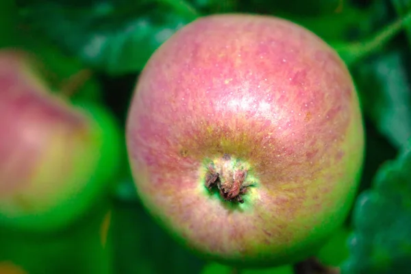 Zbliżenie Świeże Czerwone Jabłko Drzewie Pokryte Liśćmi Zielone Niebieskie Rozmazane — Zdjęcie stockowe