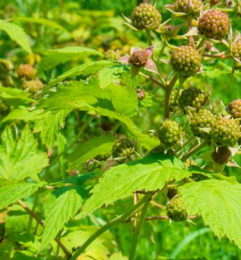 Çalıların üzerinde böğürtlen. Blackberry, Rosaceae familyasından bir alt cinstir. Makro. - Yakın çekim. Tatlı kırmızı siyah böğürtlen