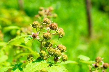 Çalıların üzerinde böğürtlen. Blackberry, Rosaceae familyasından bir alt cinstir. Makro. - Yakın çekim. Tatlı kırmızı siyah böğürtlen