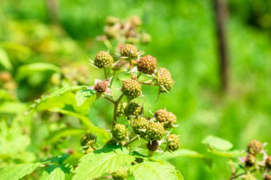 Çalıların üzerinde böğürtlen. Blackberry, Rosaceae familyasından bir alt cinstir. Makro. - Yakın çekim. Tatlı kırmızı siyah böğürtlen