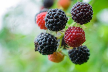 Çalıların üzerinde böğürtlen. Blackberry, Rosaceae familyasından bir alt cinstir. Makro. - Yakın çekim. Tatlı kırmızı siyah böğürtlen