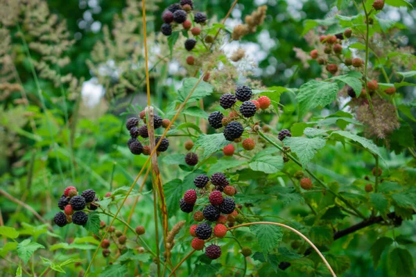 More Sul Cespuglio Blackberry Sottogenere Del Genere Rubus Della Famiglia — Foto Stock