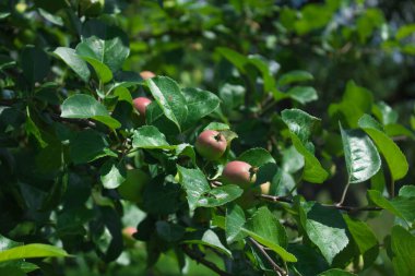 Ağaçtaki yapraklarla kaplı taze kırmızı elmayı ve yeşil ve mavi bulanık arkaplanı kapatın. Beyaz arkaplana karşı kırmızı tek elma yukarıdan aşağıya stok görüntüsü