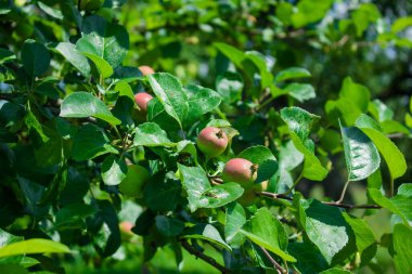 Ağaçtaki yapraklarla kaplı taze kırmızı elmayı ve yeşil ve mavi bulanık arkaplanı kapatın. Beyaz arkaplana karşı kırmızı tek elma yukarıdan aşağıya stok görüntüsü