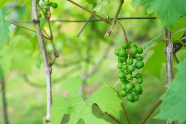 Detalhe Uvas Não Maduras Penduradas Planta Uvas Ousadas Ramo — Fotografia de Stock