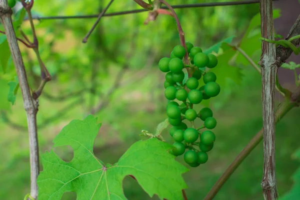 A detail of unripe grapes hanging on the plant. Bold grapes on a branch.