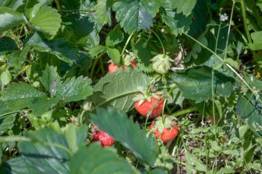 Yazın güneşli bir günde kırmızı ve yeşil dutlu çilek çalılığı. Sebze bahçesinde olgun çileklerin yakın çekimi..