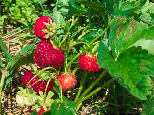 Bush Strawberry Red Green Berries Sunny Day Summer Close Ripe Stock Photo