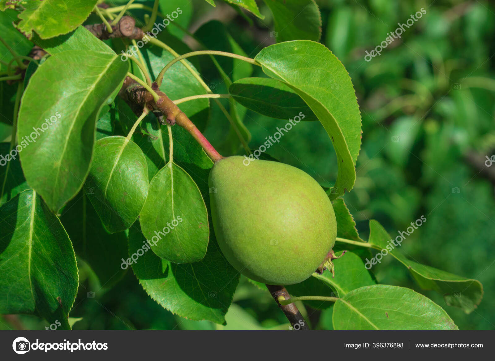 Close Pear Pendurado Arvore Peras Suculentas Frescas Ramo Pereira Peras Fotos Imagens De C Artsem 396376898