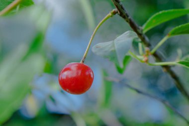 Ağaç dalında sallanan tatlı kirazlar. Ağaçtaki kırmızı kirazlar. Yeşil yaprakların ve mavi gökyüzünün arka planında, yaz bahçesindeki bir dalda, olgun kiraz meyveleri..
