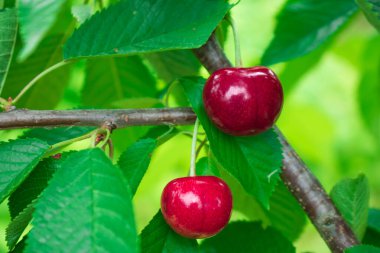 Ağaç dalında sallanan tatlı kirazlar. Ağaçtaki kırmızı kirazlar. Yeşil yaprakların ve mavi gökyüzünün arka planında, yaz bahçesindeki bir dalda, olgun kiraz meyveleri..