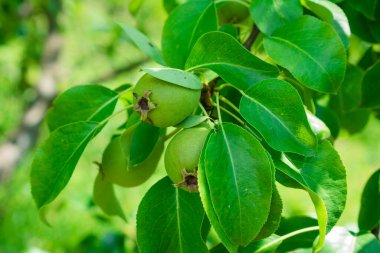 Güzel doğal armut ağacı, dallar ve yapraklar. Sağlıklı Organik Armutlar.