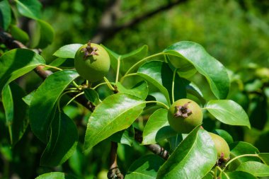 Güzel doğal armut ağacı, dallar ve yapraklar. Sağlıklı Organik Armutlar.