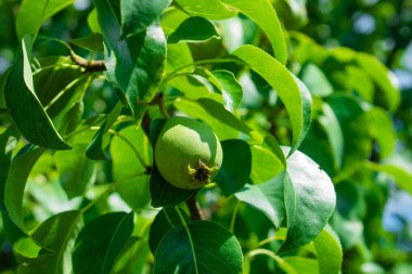 Güzel doğal armut ağacı, dallar ve yapraklar. Sağlıklı Organik Armutlar.