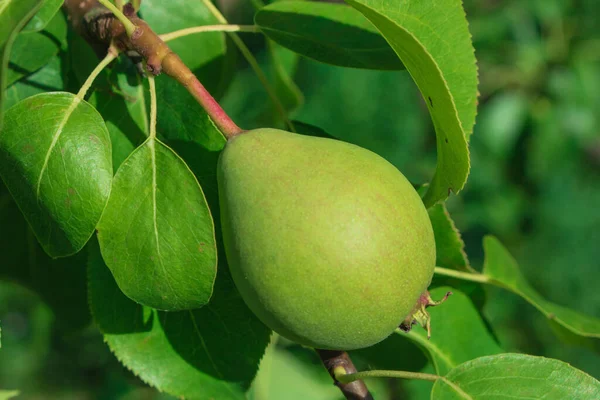 Close up of Pear Hanging on tree.Fresh juicy pears on pear tree branch.Organic pears in natural environment.Crop of pears in summer garden.Beautiful natural pears weigh on a pear tree.Selective Focus.