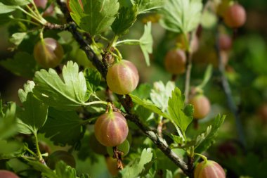 Taze Yeşil Bektaşi üzümü. Bektaşi üzümü dalında organik böğürtlen yetiştiriyorum. Meyve Bahçesinde Olgun Bektaşi üzümü