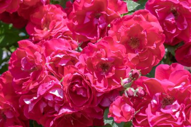 Gül çiçeği yaklaş. Pembe bahar çiçeği, kırmızı gül. Pembe gül bahar çiçeği yakın plan. Doğal çiçek arkaplanı.