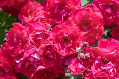 Gül çiçeği yaklaş. Pembe bahar çiçeği, kırmızı gül. Pembe gül bahar çiçeği yakın plan. Doğal çiçek arkaplanı.