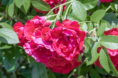 Gül çiçeği yaklaş. Pembe bahar çiçeği, kırmızı gül. Pembe gül bahar çiçeği yakın plan. Doğal çiçek arkaplanı.