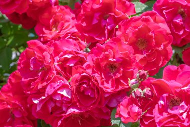 Gül çiçeği yaklaş. Pembe bahar çiçeği, kırmızı gül. Pembe gül bahar çiçeği yakın plan. Doğal çiçek arkaplanı.