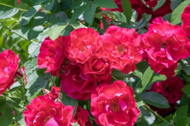 Gül çiçeği yaklaş. Pembe bahar çiçeği, kırmızı gül. Pembe gül bahar çiçeği yakın plan. Doğal çiçek arkaplanı.