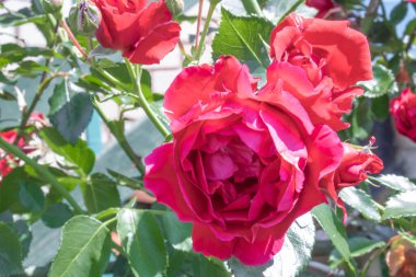 Gül çiçeği yaklaş. Pembe bahar çiçeği, kırmızı gül. Pembe gül bahar çiçeği yakın plan. Doğal çiçek arkaplanı.