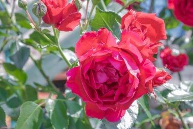 Gül çiçeği yaklaş. Pembe bahar çiçeği, kırmızı gül. Pembe gül bahar çiçeği yakın plan. Doğal çiçek arkaplanı.