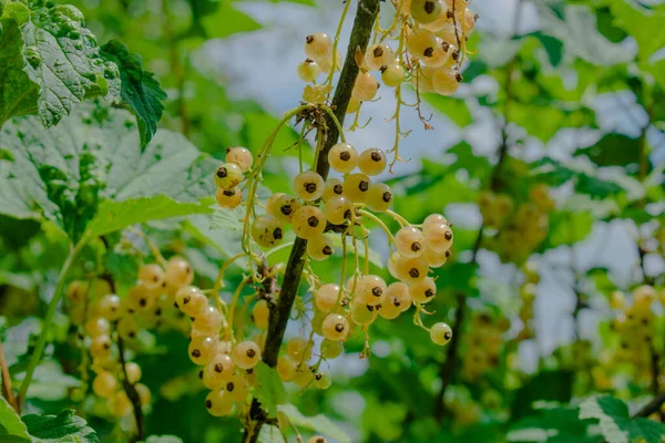 Gardening. Home garden, flower garden. House, field. Green leaves, bushes. White and yellow juicy berries. Delicious and healthy White currant